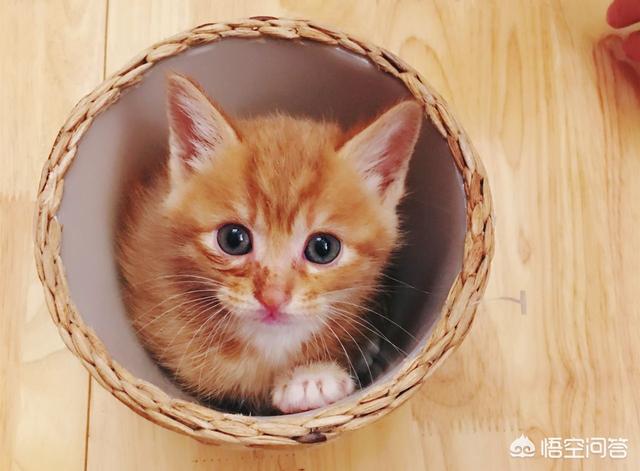养猫指南百度文库:养猫的话，平民的开销一般是多少？
