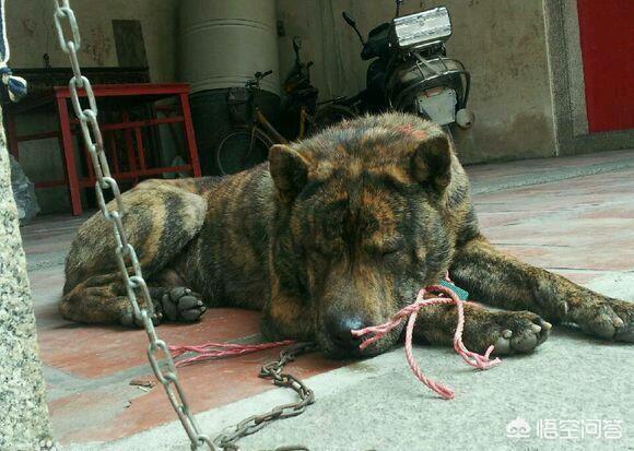 猎犬打猎:下司犬和凉山猎犬，谁的捕猎能力强些，原因是什么？