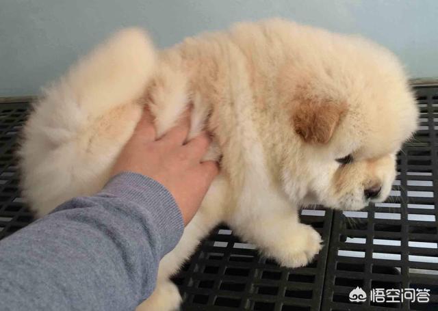 松狮:你知道松狮犬有哪些优点吗？