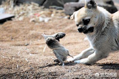 头条问答 - 上联:猫捉老鼠会打洞,如何对下联?(55个回答)