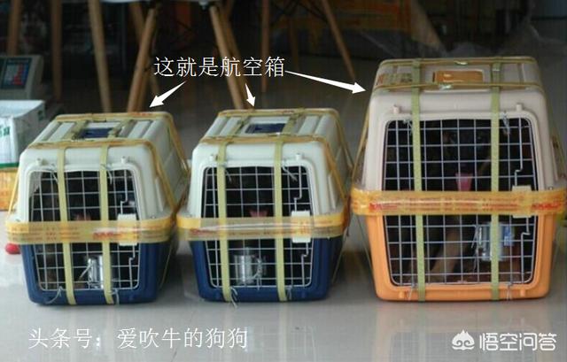 法斗犬能坐飞机吗:宠物也能跟主人一起乘飞机？
