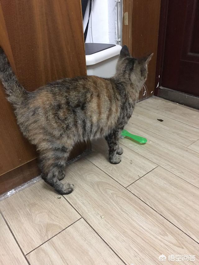 小野猫驯养手册在线:你收养的流浪猫，现在怎么样了？