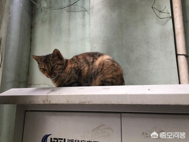 小野猫驯养手册在线:你收养的流浪猫，现在怎么样了？