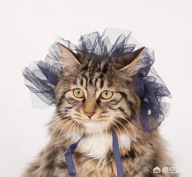 小猫跳出来迅雷:为什么在猫的身后放黄瓜，猫会跳起来？