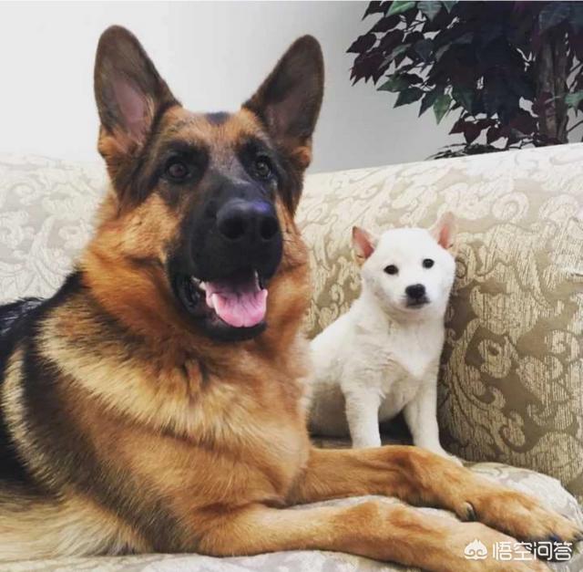 上班族养拉布拉多犬好养吗:上班族想养只狗，有什么推荐的狗狗吗？