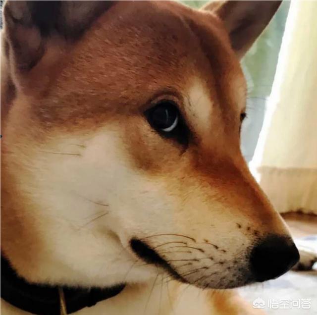 上班族养拉布拉多犬好养吗:上班族想养只狗，有什么推荐的狗狗吗？