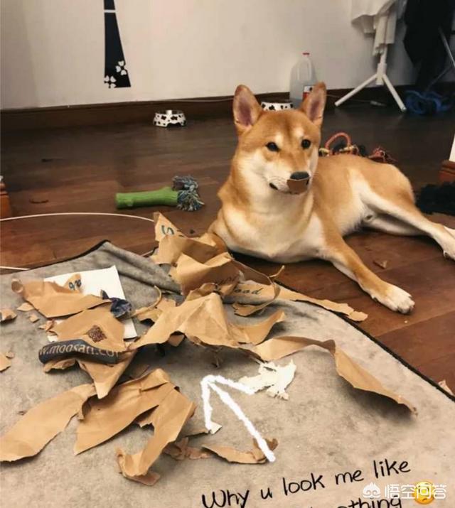 上班族养拉布拉多犬好养吗:上班族想养只狗，有什么推荐的狗狗吗？