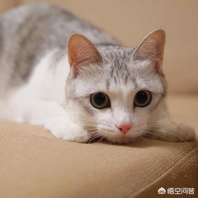 小花猫喵喵叫:人靠近或看向猫时，猫的叫声是什么意思？