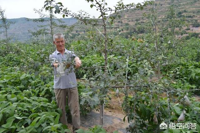 谷鸟水果图片:夏季果园鸟类啄食水果，如何驱鸟护果效果最好？