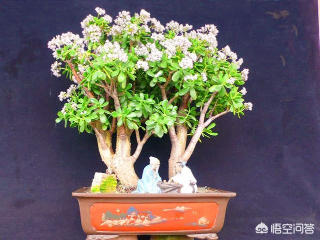 玉树养成盆景的几个技巧，为什么有人养在室内就容易挂掉呢？插图49