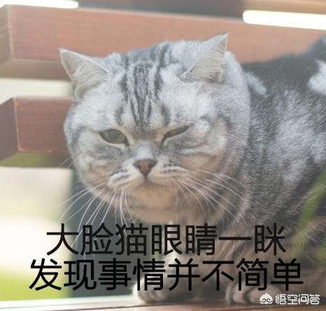 小猫跳出来迅雷:为什么在猫的身后放黄瓜，猫会跳起来？
