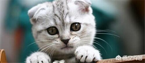 猫咪眼白有血丝:猫咪流眼泪还带血是怎么回事？
