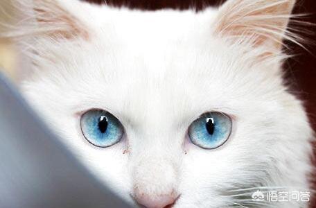 猫咪眼白有血丝:猫咪流眼泪还带血是怎么回事？