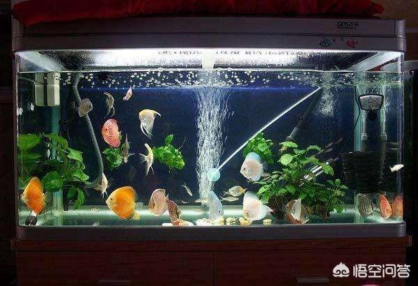 水族箱过滤器的作用:小型鱼缸需要使用过滤器及氧气泵吗？