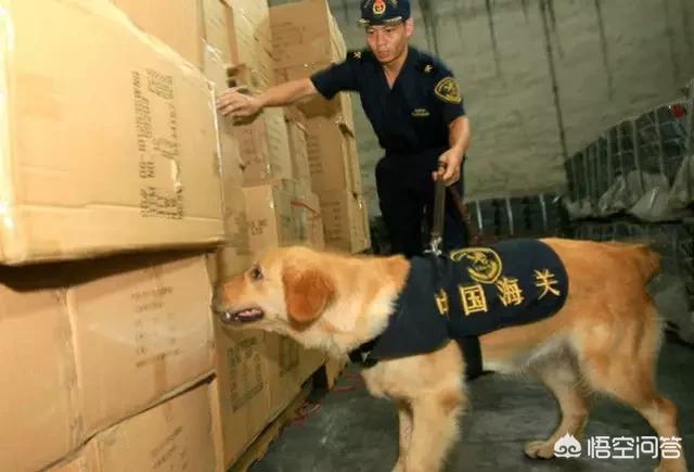 保护狗的资料:狗为什么不能是保护动物？