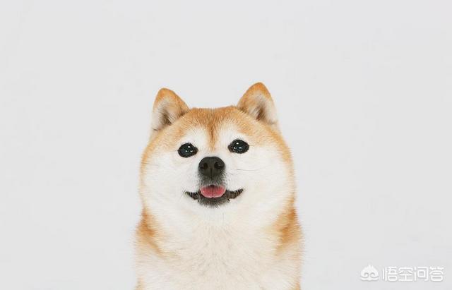 头条问答 柴犬怎么挑选 佳宠的回答 0赞