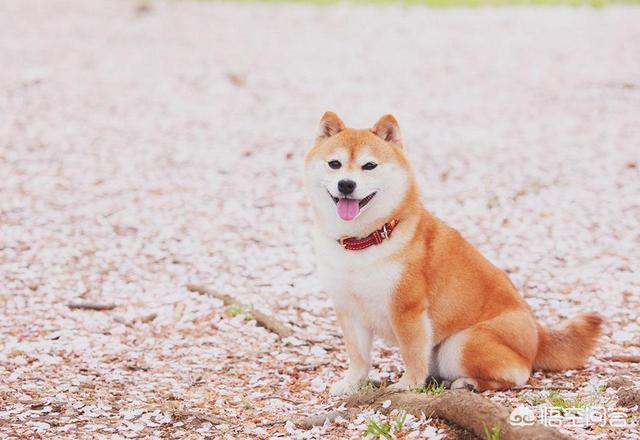 头条问答 柴犬怎么挑选 砖家叫兽1的回答 0赞
