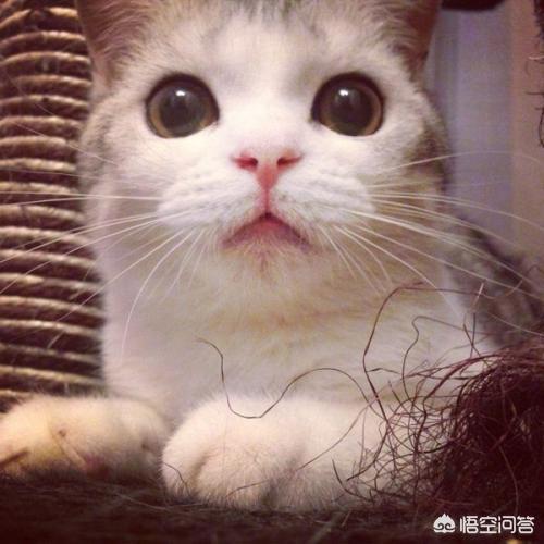 猫咪眼白有血丝:猫咪流眼泪还带血是怎么回事？