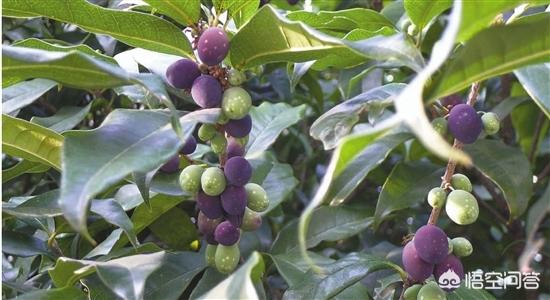 桂花树种子辨认:桂花树是直播种子好，还是扦插好？
