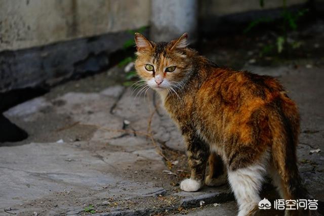 野猫八翻:家猫自愿变为野猫，为什么？求懂行的分析一下？