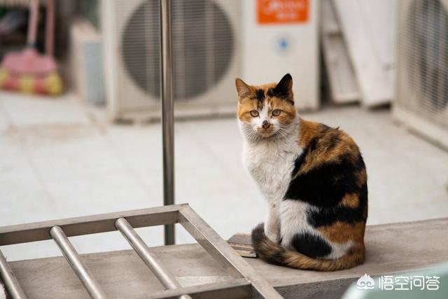 野猫八翻:家猫自愿变为野猫，为什么？求懂行的分析一下？