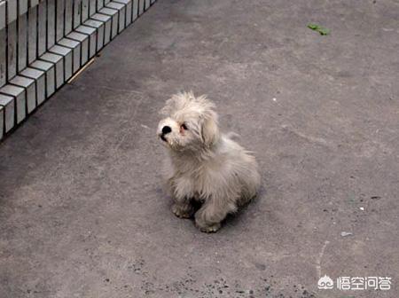 野猫八翻:家猫自愿变为野猫，为什么？求懂行的分析一下？