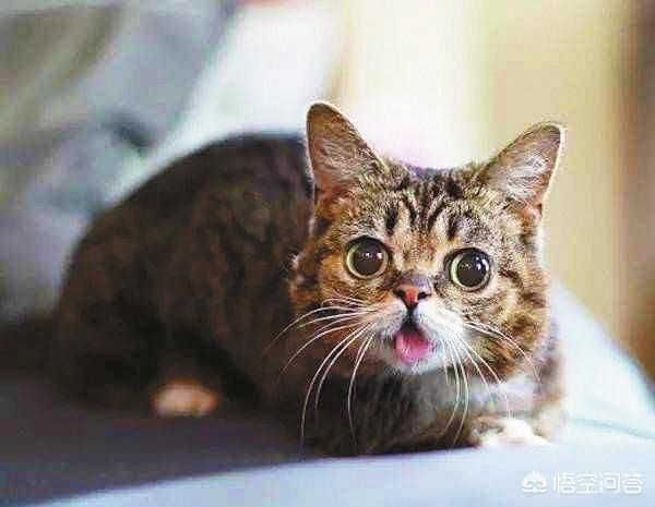 猫咪不乖 txt:每天醒来，猫都睡在头上是一种什么体验？