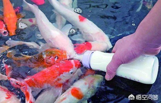 家里养的鱼一吃鱼饲料就会出现死鱼,这是怎么回事呢？
