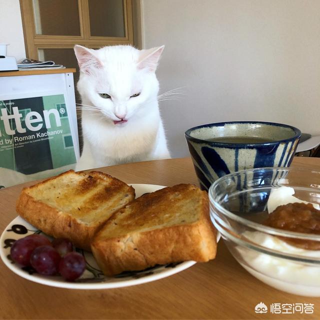 家里猫咪不爱吃煮熟的猪肉，可以直接喂生的吗？-喵星事儿的回答-头条问答