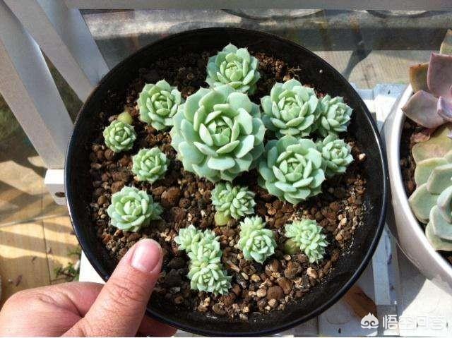 魔南景天可以降血脂吗:哪些多肉植物可以用叶插法进行培育？