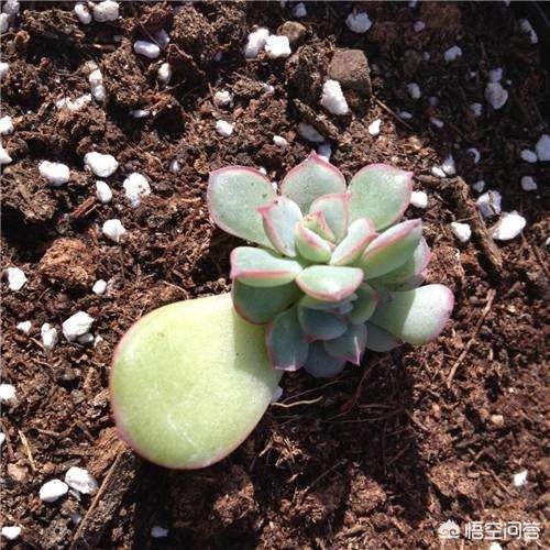 魔南景天可以降血脂吗:哪些多肉植物可以用叶插法进行培育？