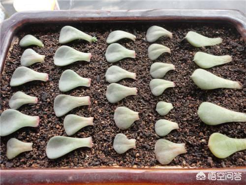 魔南景天可以降血脂吗:哪些多肉植物可以用叶插法进行培育？