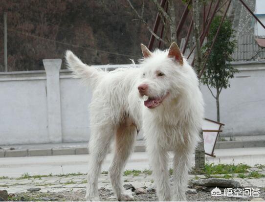 下司犬图片:下司犬价格多少钱一只 下司犬在狩猎的时候，有哪些致命的缺点？为什么？