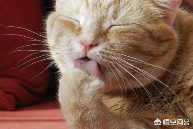 猫窝咖啡:家中有猫咪，怎么让味道小点？