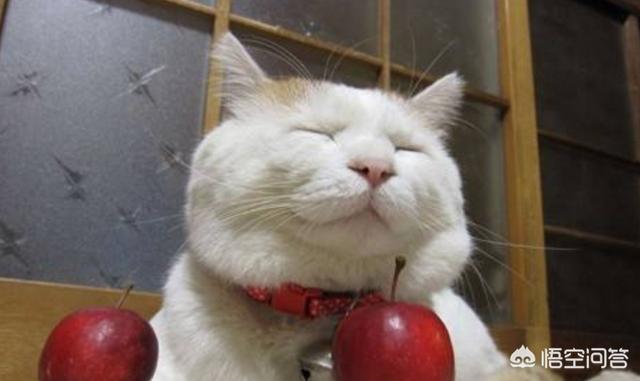 猫窝咖啡:家中有猫咪，怎么让味道小点？