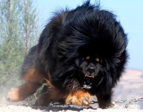 纽波利顿獒犬比特:比特犬在高原上能打败藏獒吗？
