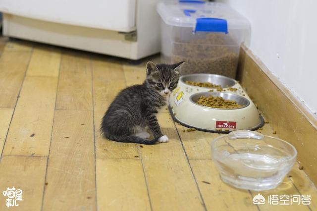 小奶猫拉不出屎怎么办:幼猫一直不上厕所怎么办？