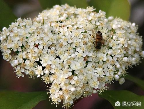 石楠花:石楠花为什么叫最污花 为什么明知石楠难闻还要种？