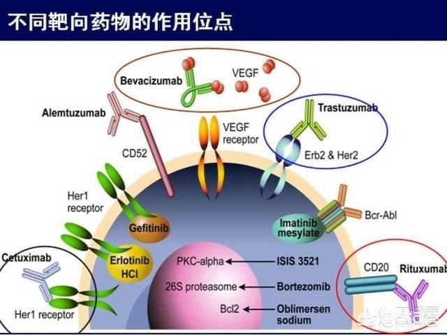 靶向藥把腫瘤患者的生存時間延長三倍能增加劑量進一步延長嗎