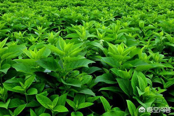 哪种药材种植周期短效益高呢？