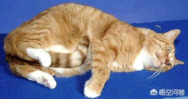 脖子疼猫罐头口味:用手提猫咪后颈，猫咪会不会痛呢？
