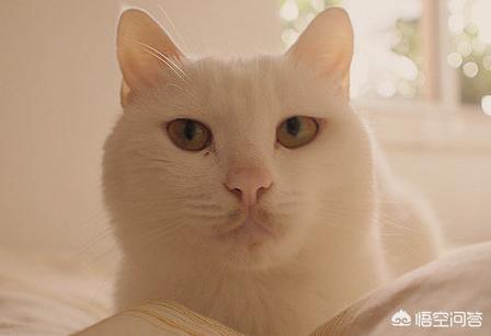 猫咪不乖合集:喵星人可以讨厌主人到什么程度？