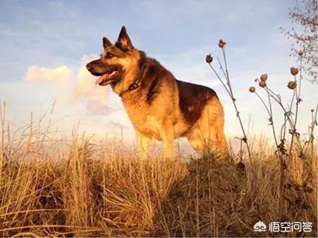 德牧是最好的护卫犬:德牧是护卫犬吗 金毛、边牧和德牧哪个最适合家养？