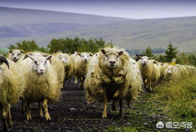 养羊应该注意什么,在夏天，农村养羊应该注意什么？