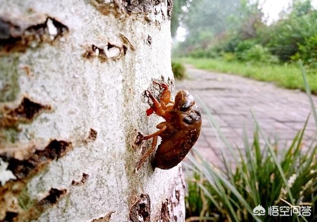 蜂猴药用价值是什么:蜂猴的毒素在哪里 爬蚱的营养和药用价值有哪些？