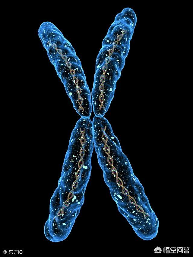 头条问答 - 如何看待病毒与人类基因组的关系?(3个回答)