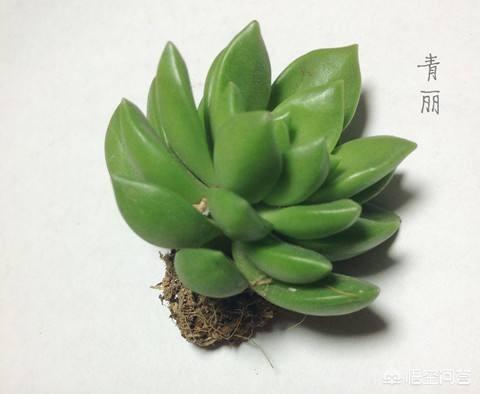 魔南景天可以降血脂吗:哪些多肉植物可以用叶插法进行培育？