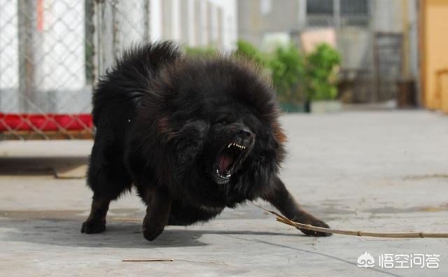 日本土佐:中国的藏獒能打赢日本的土佐犬吗？