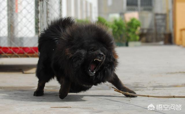 土佐斗犬vs藏獒:中国的藏獒能打赢日本的土佐犬吗？