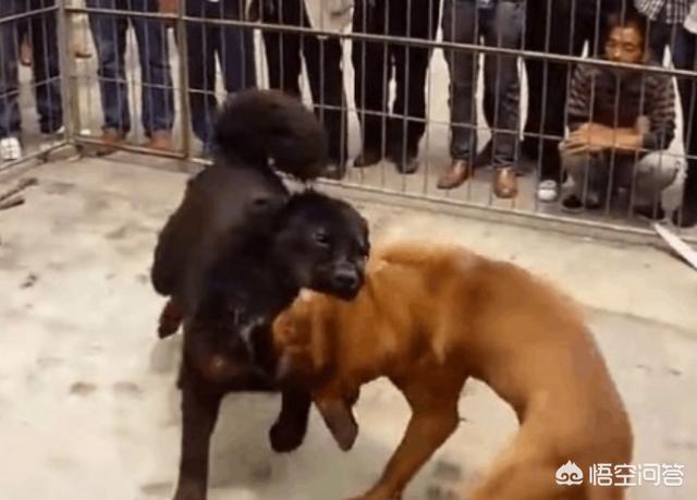 土佐斗犬vs藏獒:中国的藏獒能打赢日本的土佐犬吗？